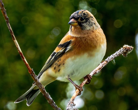 Brambling